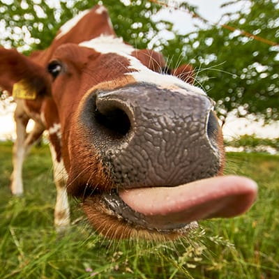 Cow Sticking Out Tongue